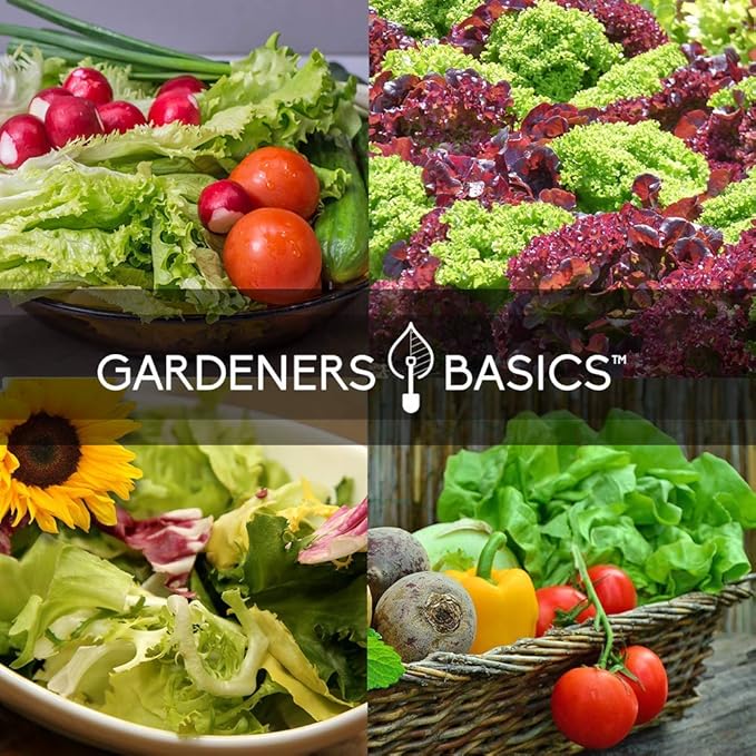 Lettuce and Greens Heirloom Vegetable Seed Non-GMO Seeds for Planting Indoors and Outdoor 5 Packs - Lettuce Buttercrunch, Romaine, Arugula, Kale and Spinach By Gardeners Basics