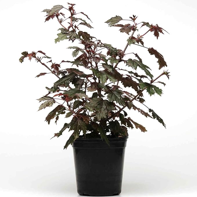Outsidepride 10 Seeds Perennial Hibiscus Mahogany Splendor Flower Seeds for Planting