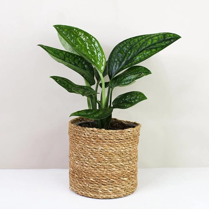 Premium Monstera Karstenianum Planting Mix - Promotes Steady Growth and Lush Foliage for Monstera Peru Plants - 1 Quant