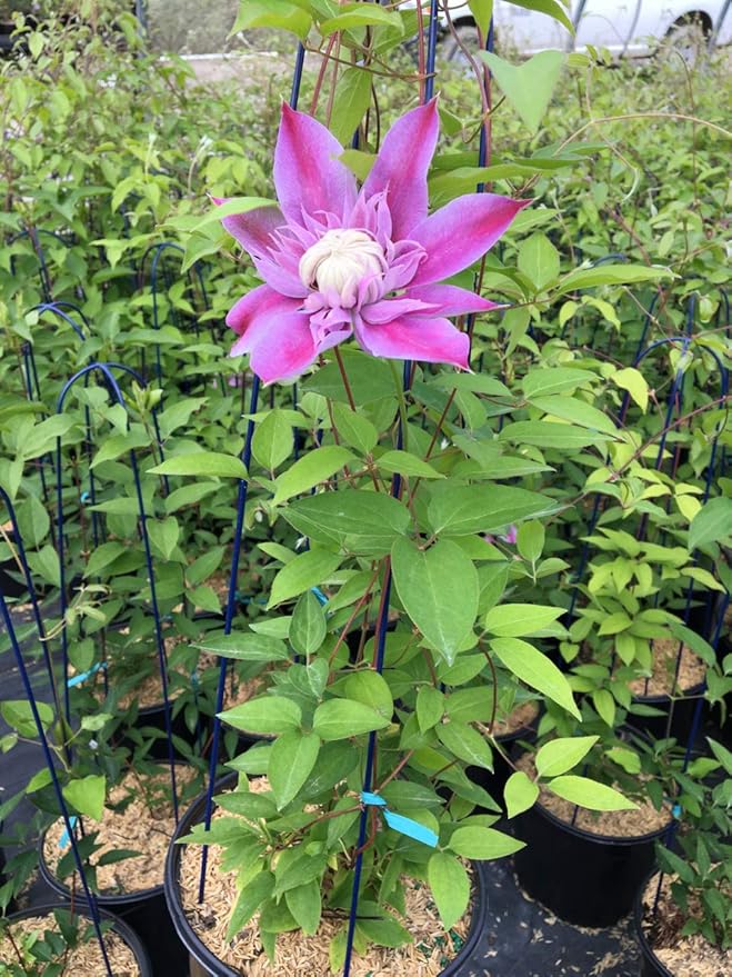Raymond Evison Clematis - Clematis Josephine (Clematis) Perennial, double lilac pink flowers, 8`` - Size Container