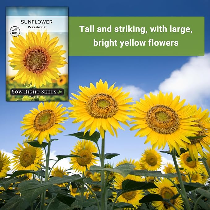 Sow Right Seeds - Peredovik Sunflower Seeds for Planting - Non-GMO Heirloom Packet with Instructions for Growing - Russian Black Sun Flower - Great for Wildlife and Sunflower Oil - Annual Blooms (1)