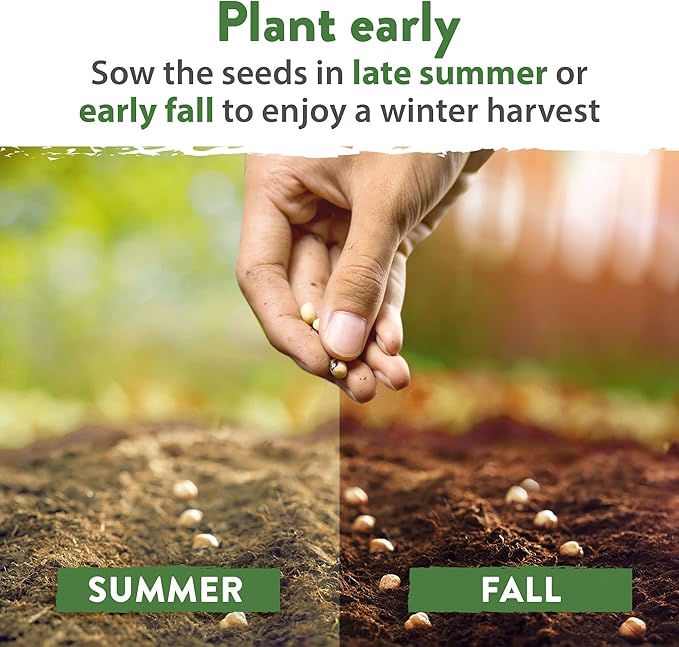 HOME GROWN 12 Winter Vegetable Seeds - Heirloom, Non-GMO Fall & Winter Vegetable Seeds for Planting Home Garden: Bean, Beet, Broccoli, Cabbage, Carrot, Cauliflower, Kale, Parsnip, Squash, Chard & More