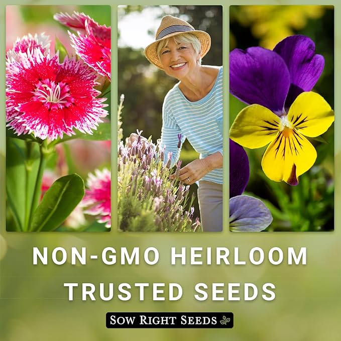 Sow Right Seeds - Shasta Daisy Flower Seeds for Planting - Non-GMO Heirloom Packet with Instructions - Attract Butterflies and Excellent for Cutting - White Blossom with Yellow Centers (2)