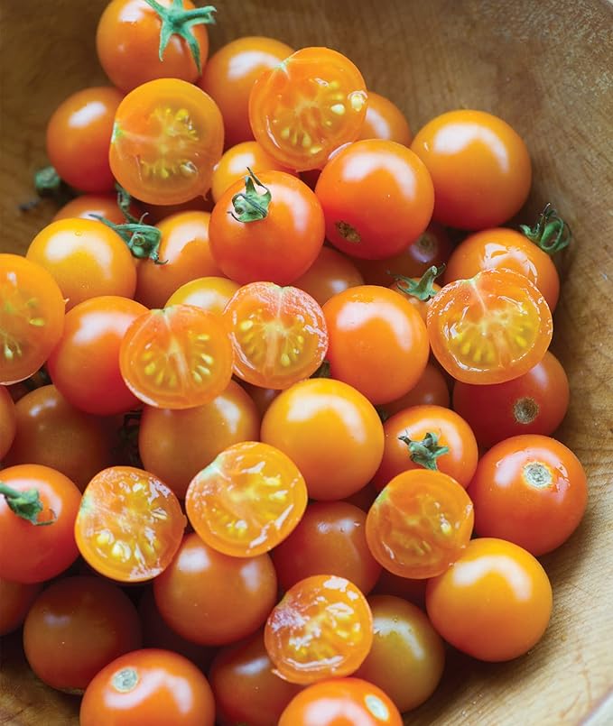Burpee 'Sun Gold' & 'Super Sweet 100' Hybrid Cherry Tomato Seeds, 30 & 50 Non-GMO