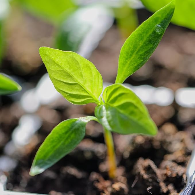 Seed Needs, Rainbow Bell Pepper Seeds for Planting (Capsicum annuum) Heirloom, Non-GMO & Untreated (2 Packs)