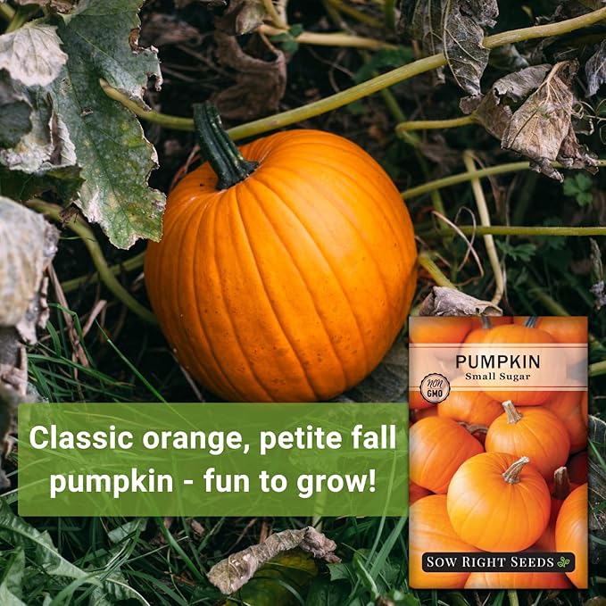 Sow Right Seeds - Small Sugar Pumpkin Seed for Planting - Non-GMO Heirloom Packet with Instructions to Plant a Home Vegetable Garden - Mini Orange Sugar Variety on Long Vines - Fast Growing (2)