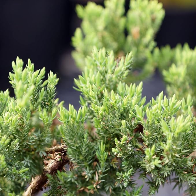 Brussel's Bonsai DT7079GMJ, Green Outdoor Bonsai Tree, Mound Juniper, MEDIUM