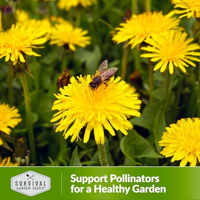 Survival Garden Seeds Common Dandelion Seed - 3 Packs with Instructions to Plant & Grow Nutritious Medicinal Plants & Leafy Greens in Your Home Herb or Vegetable Garden - Non-GMO Heirloom Variety