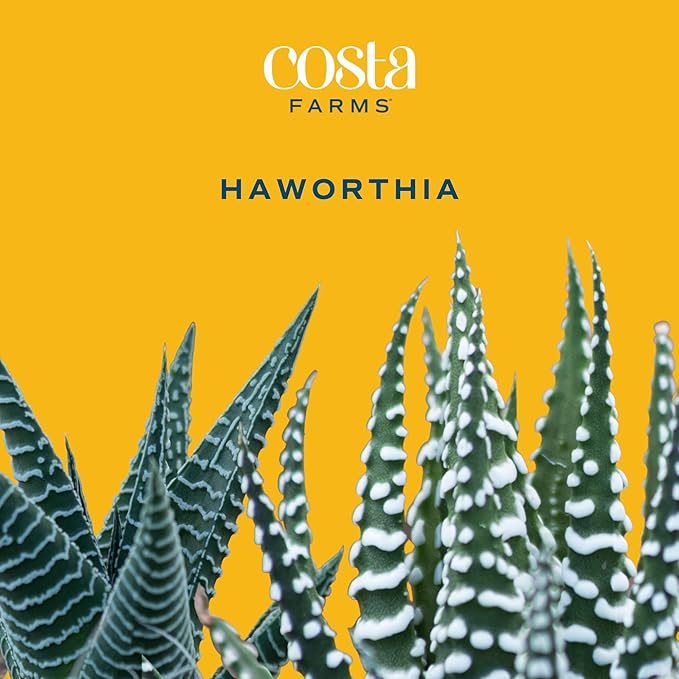 Costa Farms Mini Haworthia Succulent Fully Rooted Live Indoor Plant 6-Inches Tall, in Kokedama Ball| Valentines Day Gift | Valentines Day Decoration