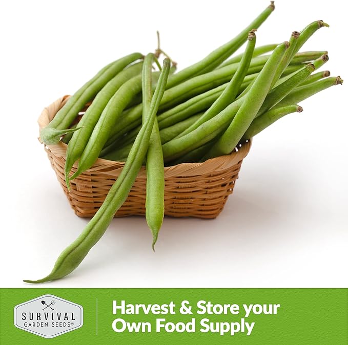 3 Packs Contender Bush Bean Seed for Planting with Instructions to Grow Delicious & Stringless Green Beans in Your Home Vegetable Garden - Non-GMO Heirloom - Survival Garden Seeds
