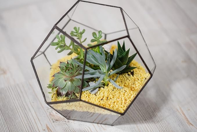 Costa Farms, Succulents, Fully Rooted, Live Indoor Plant, 2.5-Inch Haworthia, in Grower's Pot, 4-Pack