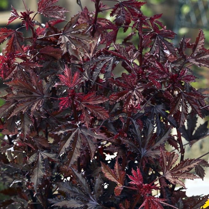 Outsidepride 10 Seeds Perennial Hibiscus Mahogany Splendor Flower Seeds for Planting