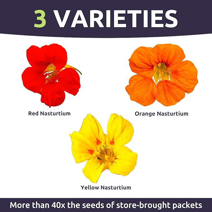 Nasturtium Jewel Mix - Bulk 1/4 Pound Pouch - 750 Flower Seeds for Planting - Tropaeolum majus