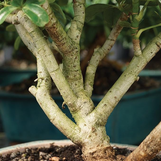 Brussel's Live Dwarf Hawaiian Umbrella Indoor Bonsai Tree - 4 Years Old; 8" to 10" Tall with Decorative Container, Humidity Tray & Deco Rock