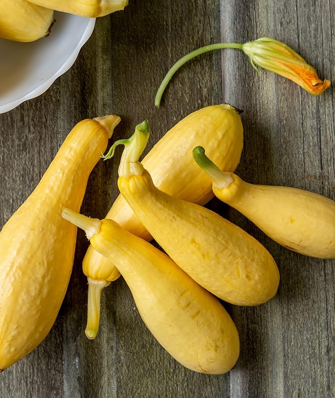 Burpee 'Super Sweet 100' Hybrid, Cherry Tomato, 50 Non-GMO Seeds & Saffron Summer Squash Seeds 100 Seeds & Black Beauty Zucchini Summer Squash Seeds 100 Seeds