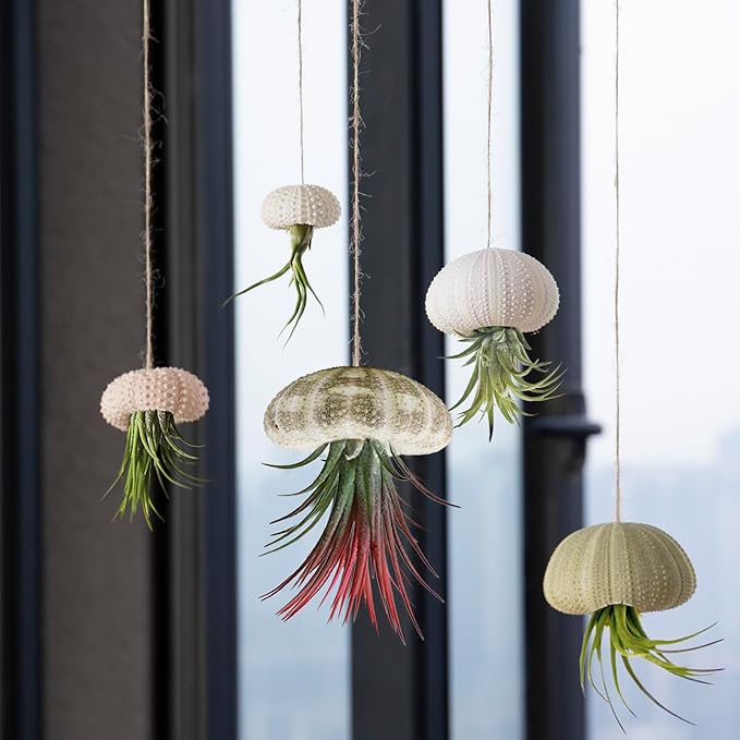 5 Pack Mini Sea Urchin Shell Air Plant Holders- 5 Styles Decorative Hanging Air Plant Pot, Tillandsia Succulent Display Container for Home Gardening Gifts Garden Beach Theme Party Decors, No Plants