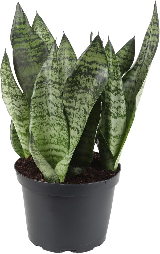 Premium Snake Plant Potting Soil Mix - 20 Quart - Green Sansevieria Trifascatia Zeylanica Plants, Plant or Re-Pot Your Snake Plant (4 Bags of 5 Quart)