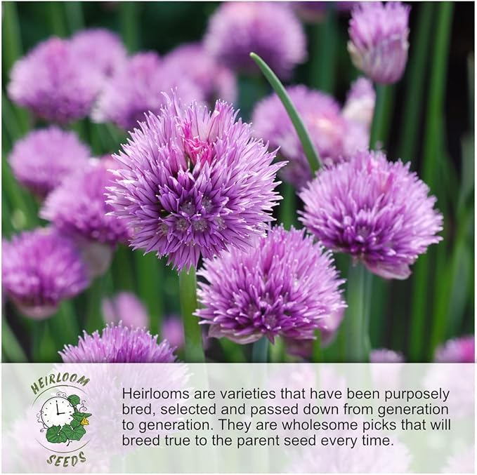 Seed Needs, Dandelion Seed Packet Collection (3 Varieties of Seeds for Planting) Non-GMO & Untreated - Common Dandelion, Chicory/Italian Dandelion & Garnet Stem Dandelion