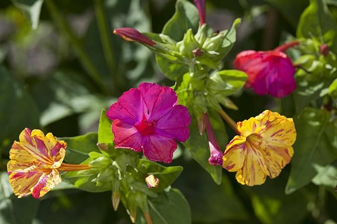 Seeds Four O'clock Marvel of Peru Mirabilis Mix Annual Non GMO Flowers for Planting