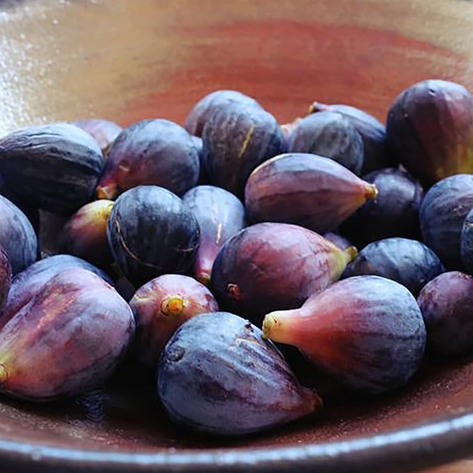 2.25 Gallon Fig Black Mission Fig Shrub