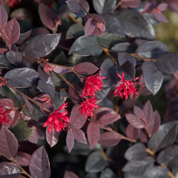 2 Gallon Southern Living Loropetalum Red Diamond Shrub