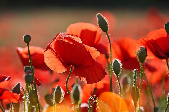 Set of 1000 Assorted Valley Green Flower Seed Packets! Flower Seeds in Bulk - 20+ Varieties Available! (1000)