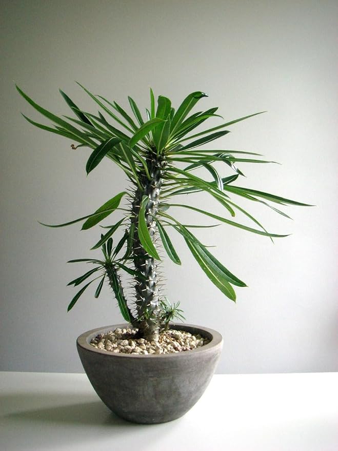 Premium Madagascar Palm Plant Soil Mix by Gardenera - Stimulate Growth and Elevate Natural Beauty with Nourishing Formula - 5 Quart