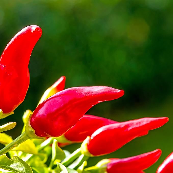 Pepper Seeds - Hot - Fresno Chili - 500 mg ~60 Seeds - Non-GMO, Heirloom, Open-Pollinated - Capsicum annuum for Farm Home & Garden - Annual Vegetable Seeds, Perfect for Planting and Growing
