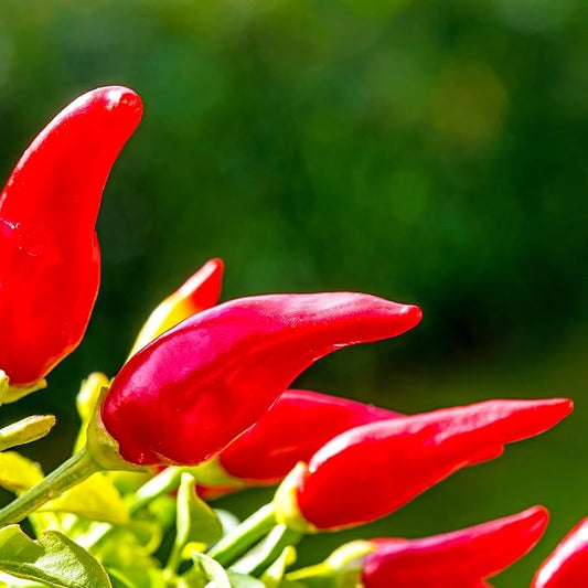 Pepper Seeds - Hot - Fresno Chili - 500 mg ~60 Seeds - Non-GMO, Heirloom, Open-Pollinated - Capsicum annuum for Farm Home & Garden - Annual Vegetable Seeds, Perfect for Planting and Growing