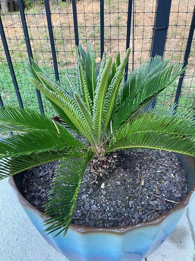 SOGO Palm Plant Potting Soil - All-Natural Blend for Thriving SOGO Palm Plants - Boosts Root Health and Distinctive Form - 10 Quart
