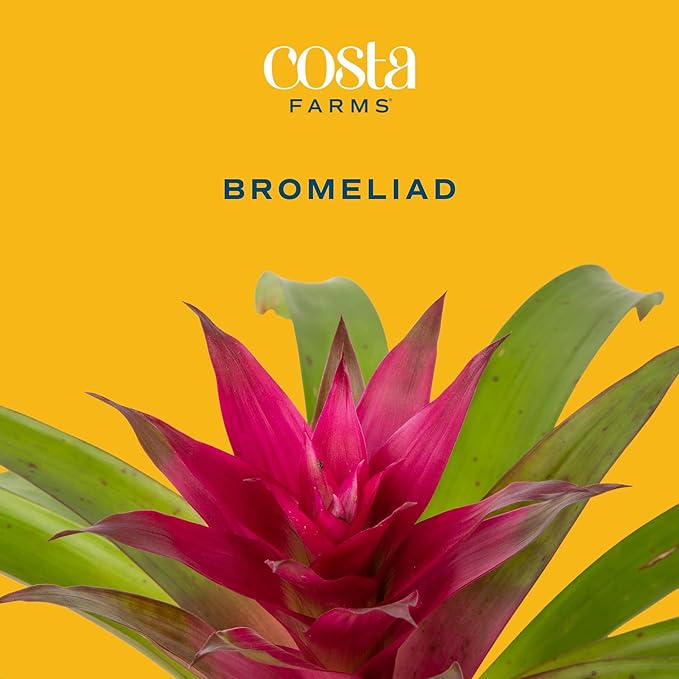 Costa Farms Blooming Bromeliad, Pink, Live Indoor Plant in Modern Decor Planter, Flowering Houseplant in Potting Soil, Birthday Gift, Housewarming Gift, Garden Gift, Room Decor, 1 Foot Tall