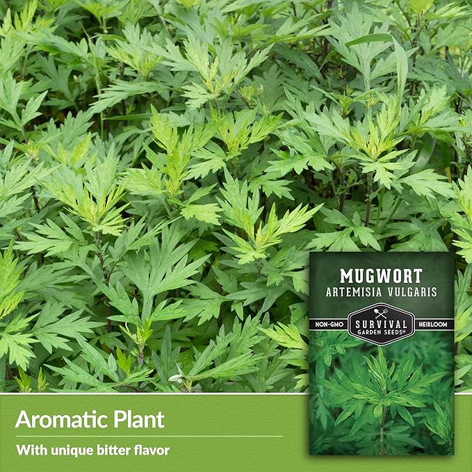 Common Mugwort Seed for Planting - 1 Packet with Instructions to Plant and Grow Artemisia Vulgaris in Your Home Vegetable Garden - Non-GMO Heirloom Variety - Survival Garden Seeds