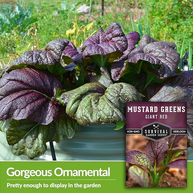 Survival Garden Seeds - Giant Red Mustard Greens Seed for Planting - Packet with Instructions to Plant and Grow Spicy Brassica Juncea Leaves in Your Home Vegetable Garden - Non-GMO Heirloom Variety