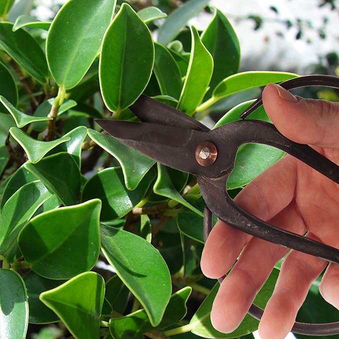 BambooMN Bonsai 7" Heavy Duty Butterfly Shear - 30 Pieces
