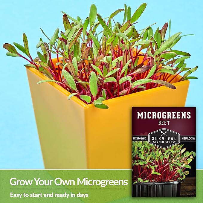 2 Packs Beet Microgreens Seeds for Sprouting and Growing - Sprout Green Leafy Micro Vegetable Plants Indoors - Grow Your Own Mini Windowsill Garden - Non-GMO Heirloom - Survival Garden Seeds