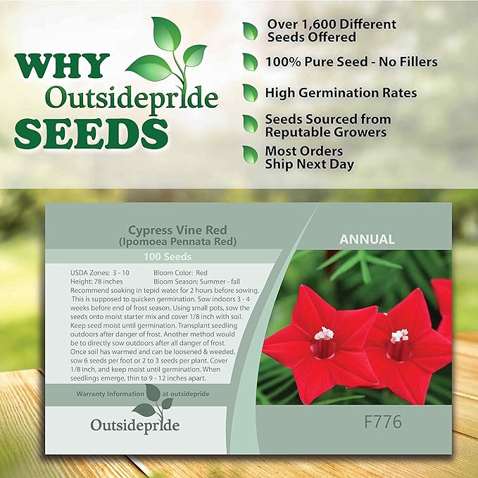 Outsidepride 100 Seeds Annual Red Cypress Vine Flower Seeds for Planting