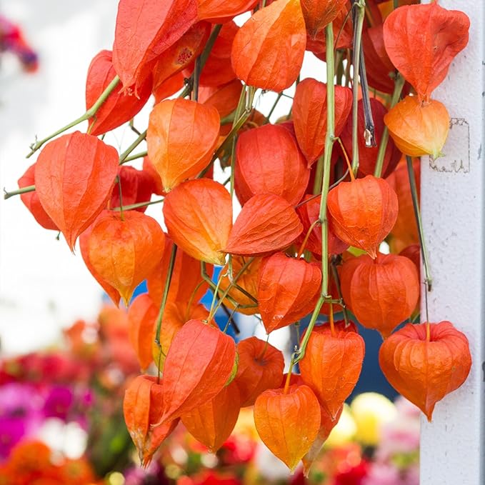 Seed Needs, Chinese Lantern Seeds for Planting (Physalis Alkekengi) Heirloom & Open Pollinated - Orange Ornamental Pods (2 Packs)