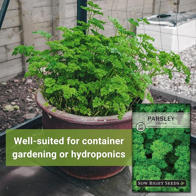 Sow Right Seeds - Curly Leaf Parsley Seed for Planting - Non-GMO Heirloom Packet with Instructions to Plant and Grow a Kitchen Herb Garden - Indoor or Outdoor - Great for Hydroponics Growing (2)