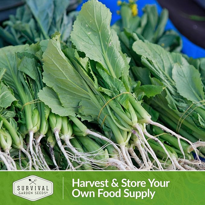 Survival Garden Seeds - Southern Giant Mustard Greens Seed for Planting - 5 Packets with Instructions to Grow Spicy Brassica Juncea Leaves in Your Home Vegetable Garden - Non-GMO Heirloom Variety