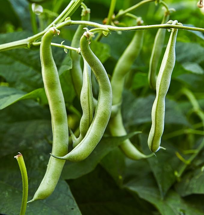 Burpee Straight Eight Slicing Cucumber 200 Seeds and Blue Lake 274 Bush Bean 2 oz Seeds Vegetable Garden Bundle