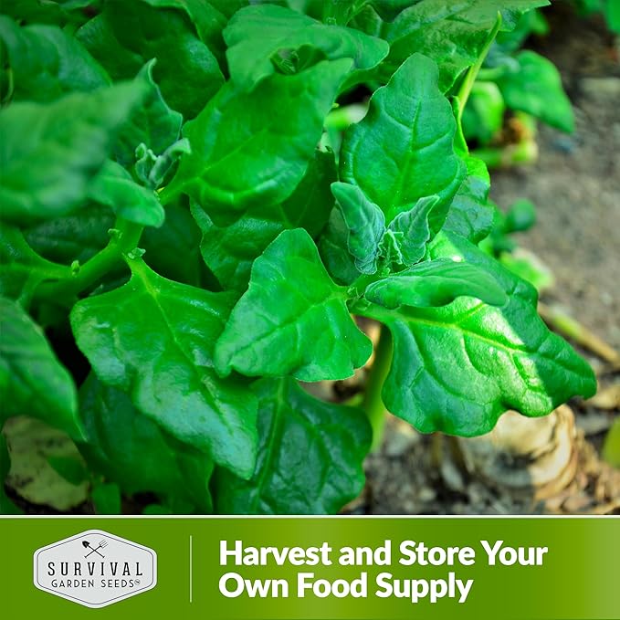 New Zealand Spinach Seed for Planting - 2 Packets with Instructions to Plant & Grow Tetragonia Tetragonoides in Your Home Vegetable Garden - Non-GMO Heirloom Variety - Survival Garden Seeds