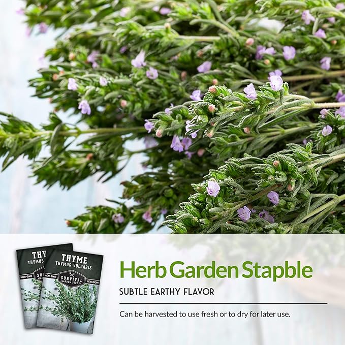 Survival Garden Seeds - Thyme Seed for Planting - 5 Packs with Instructions to Plant and Grow Thymus Vulgaris Herb Plants in Your Home Vegetable Garden - Non-GMO Heirloom Variety - Seed Planting Herb