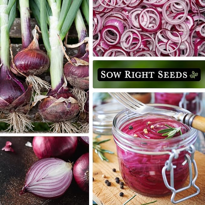 Sow Right Seeds - Red Creole Onion Seeds for Planting - Non-GMO Heirloom Packet with Instructions to Plant a Home Vegetable Garden - Grow Classic Purple Onions, Essential for Cooking (4)