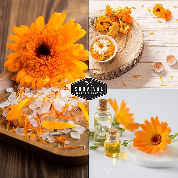 Ball's Orange Calendula Seed for Planting - 2 Packets with Instructions to Plant & Grow Medicinal Herb Plants in Your Home Vegetable Garden - Non-GMO Heirloom Variety - Survival Garden Seeds