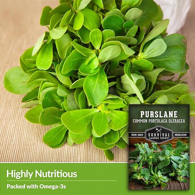 Common Purslane Seed for Planting - 1 Packet with Instructions to Plant & Grow Green Portulaca Oleracea in Your Home Vegetable Garden - Non-GMO Heirloom Variety Vegetable Seed - Survival Garden Seeds