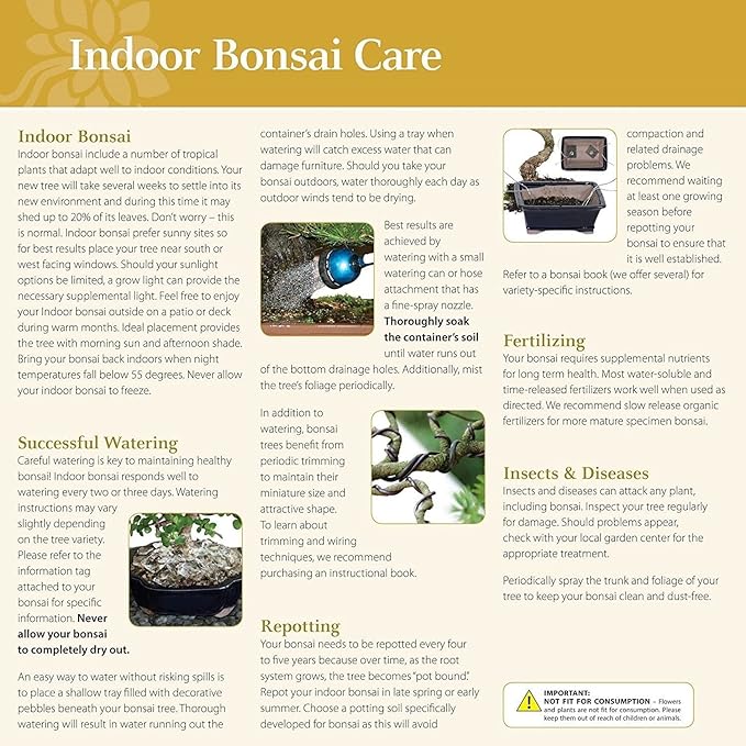 Brussel's Bonsai Live Hawaiian Umbrella Bonsai Tree - Medium, 5 Year, 6 to 10 Inches - Indoor Bonsai Tree with Water Bonsai Pot and Bonsai Tray