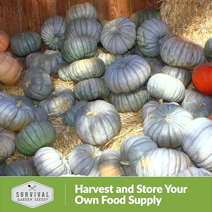 Blue Jarrahdale Pumpkin Seeds for Planting - 2 Packets with Instructions to Plant & Grow Decorative and Flavorful Blue Pumpkins in Your Home Garden - Non-GMO Heirloom Variety - Survival Garden Seeds