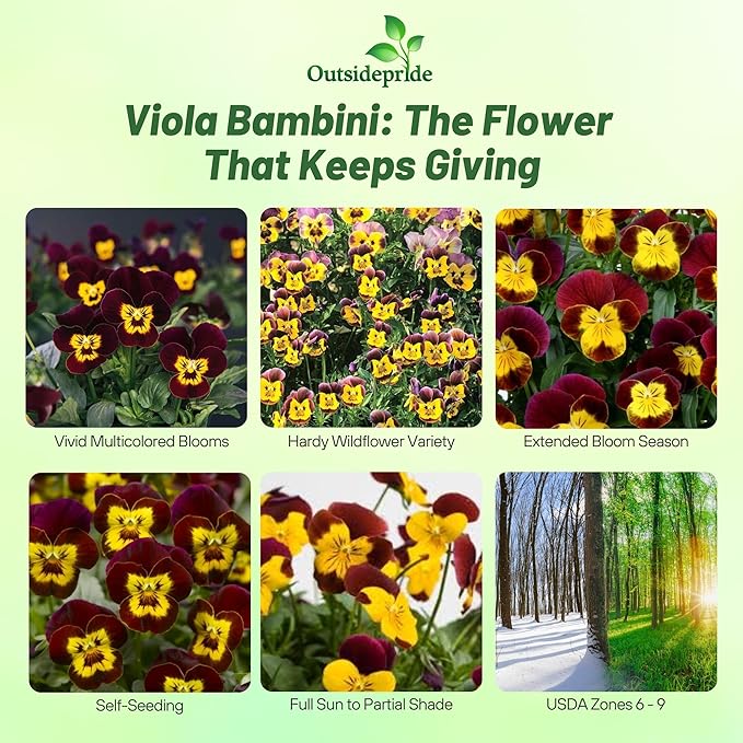 Outsidepride 1000 Seeds Perennial Viola Bambini Flower Seed Mix for Planting