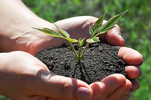 Organic Worm Castings – Earthworm Castings for Plants – Premium Worm Castings Fertilizer for Nutrient-Rich Soil and Healthy Growth (2 QUARTS)