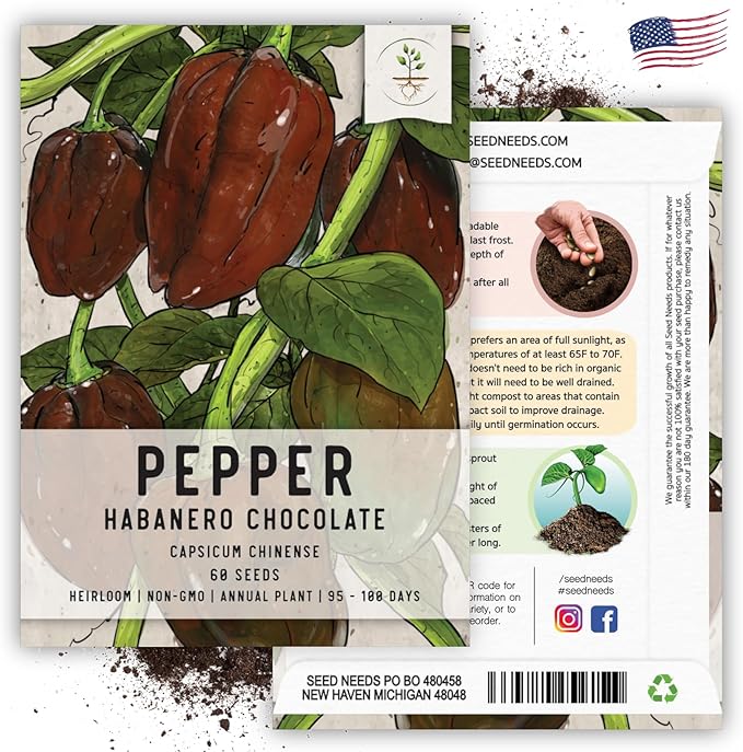 Seed Needs, Chocolate Habanero Pepper Seeds - 60 Heirloom Seeds for Planting Capsicum chinense - 100,000 to 350,000 Scoville Units, Non-GMO & Untreated (2 Packs)